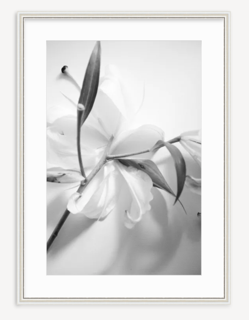 Lily in Black & White - Kevin Francis Design