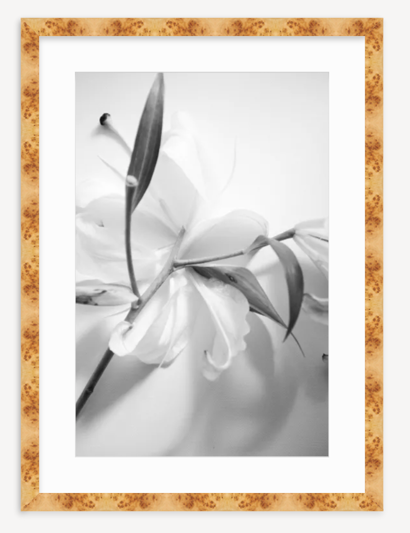 Lily in Black & White - Kevin Francis Design