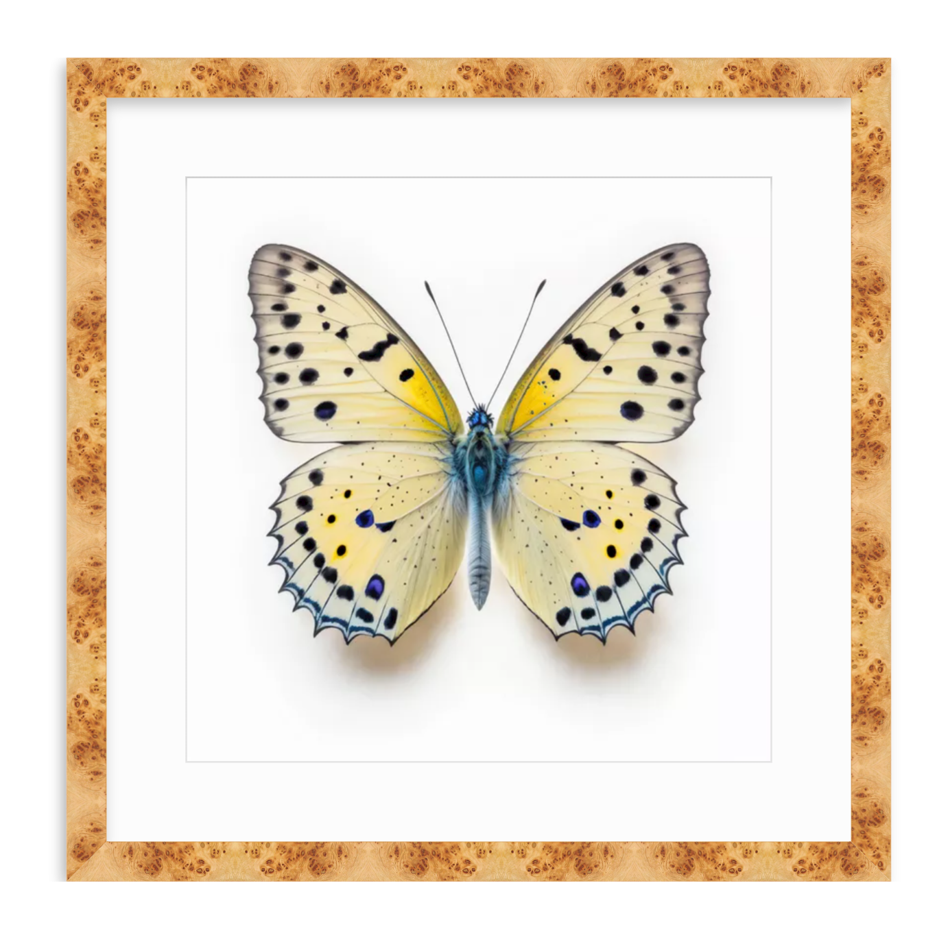 Yellow Butterfly Shadow Box Fine Art Print by Kevin Francis Design | Atlanta Interior Designer | Luxury Home Decor