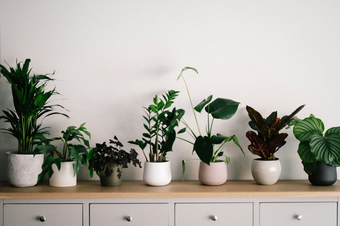 Why Indoor Air Quality Should Be Part of Your Interior Design Plan