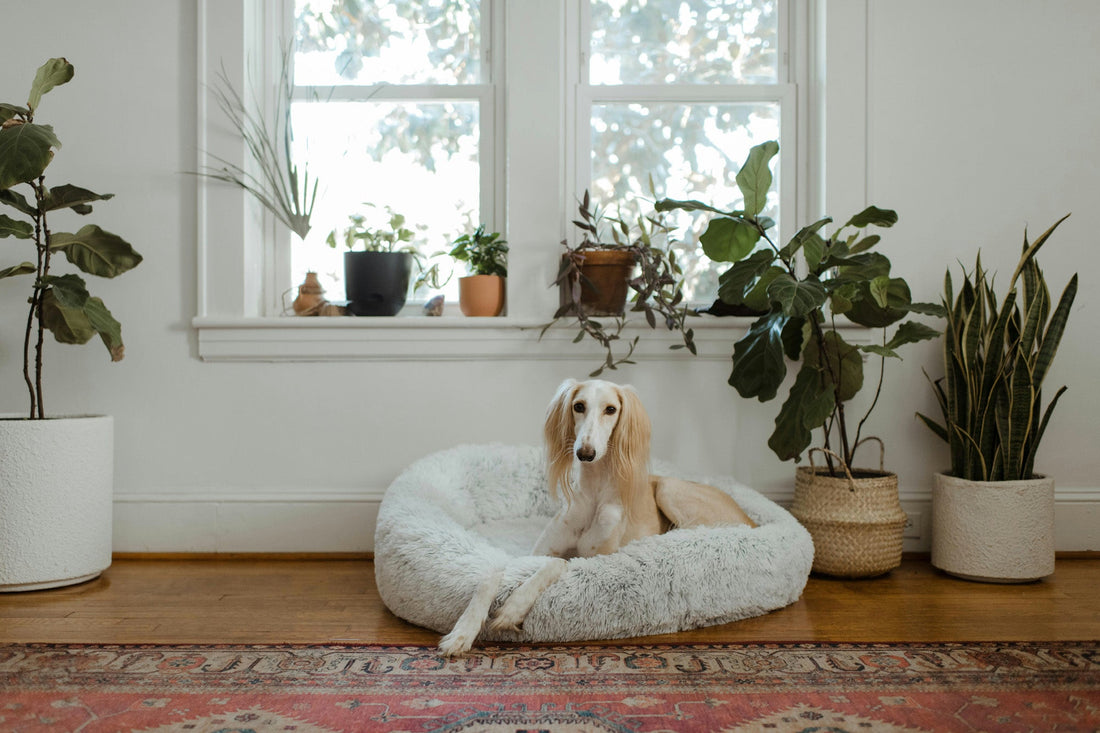 Design Meets Clean: How to Keep Stylish Interiors Pet-Friendly and Spotless