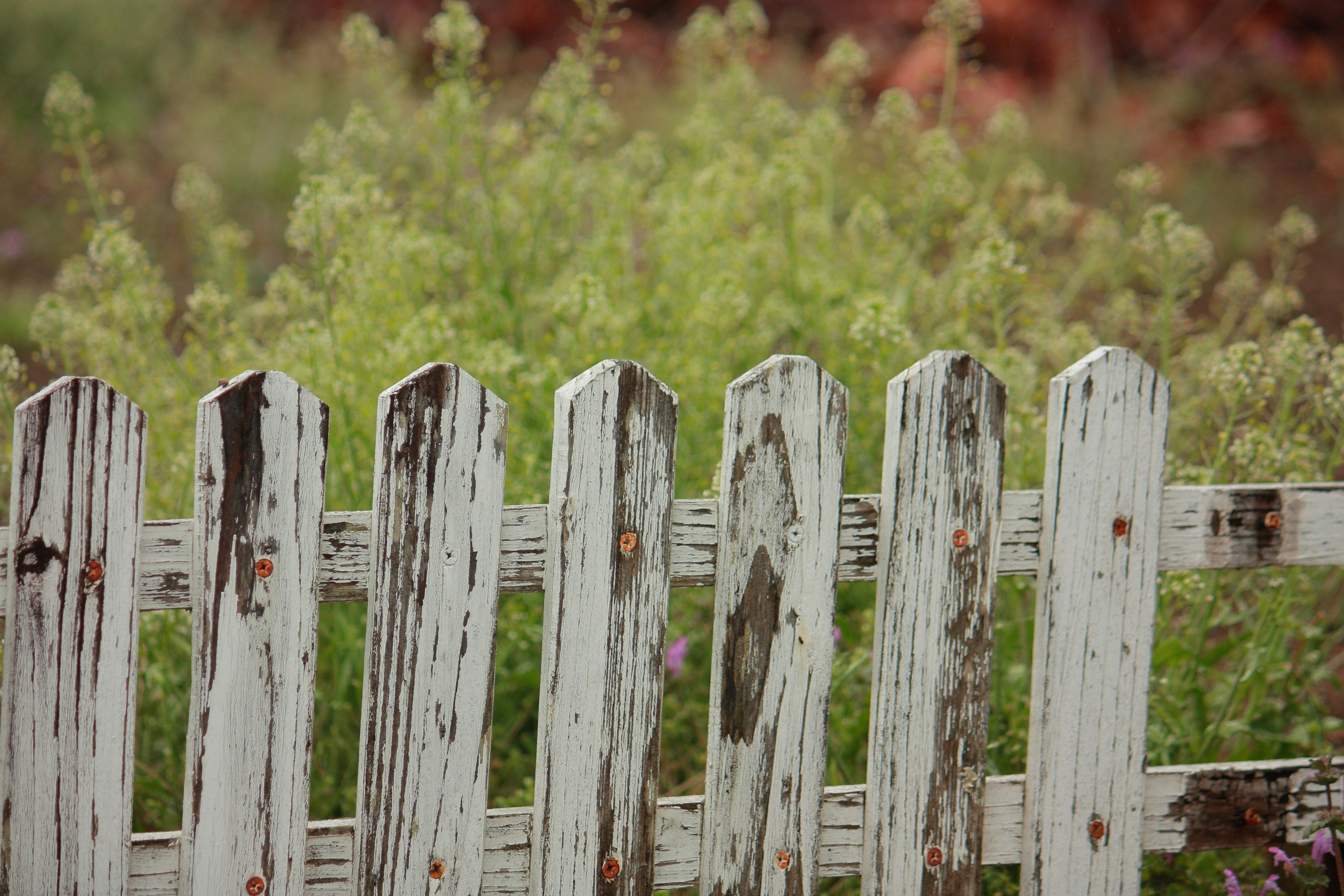 Fence Staining 101: Tools, Techniques, and Tips for a Perfect Finish