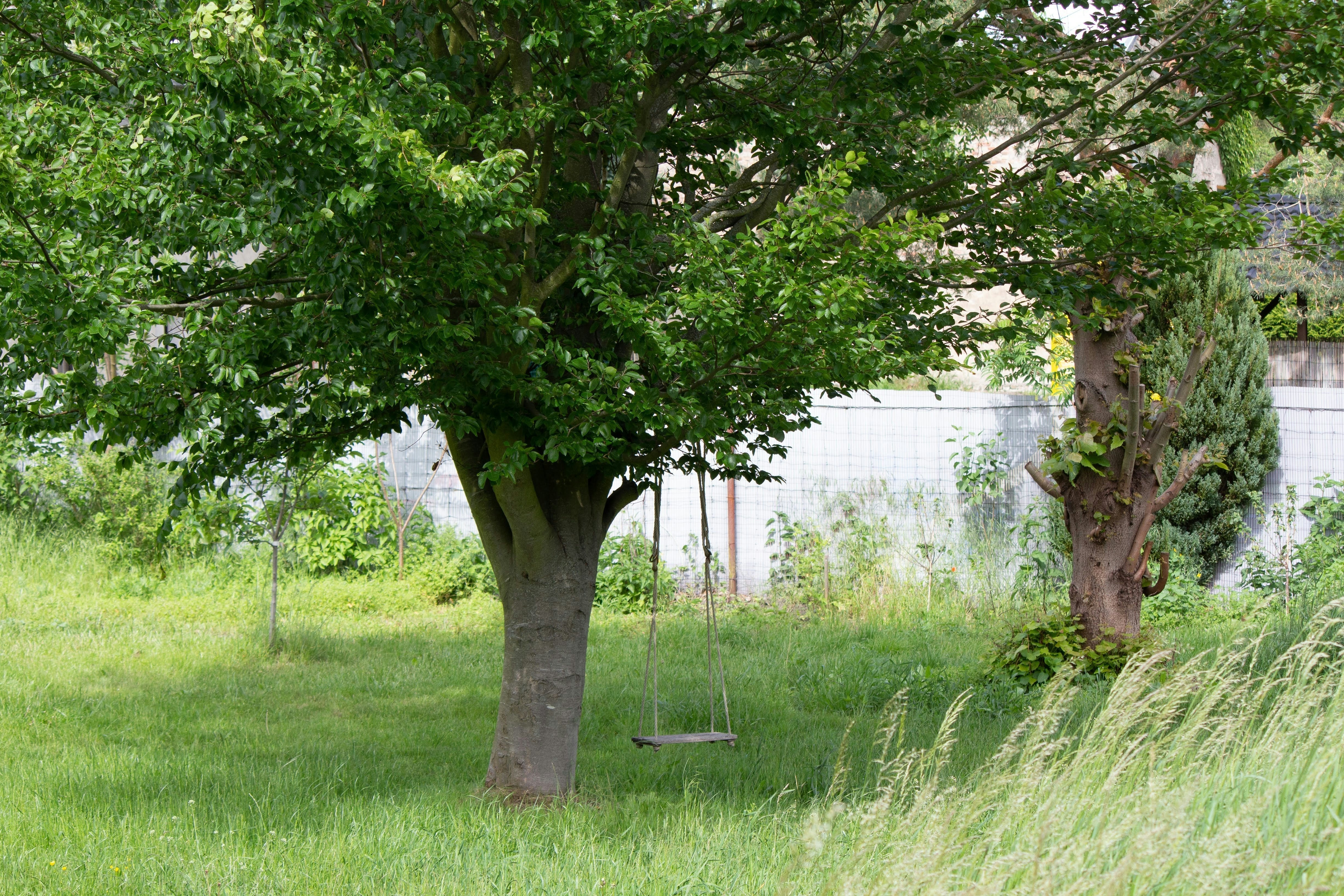 Seasonal Variations in Tree Removal Costs