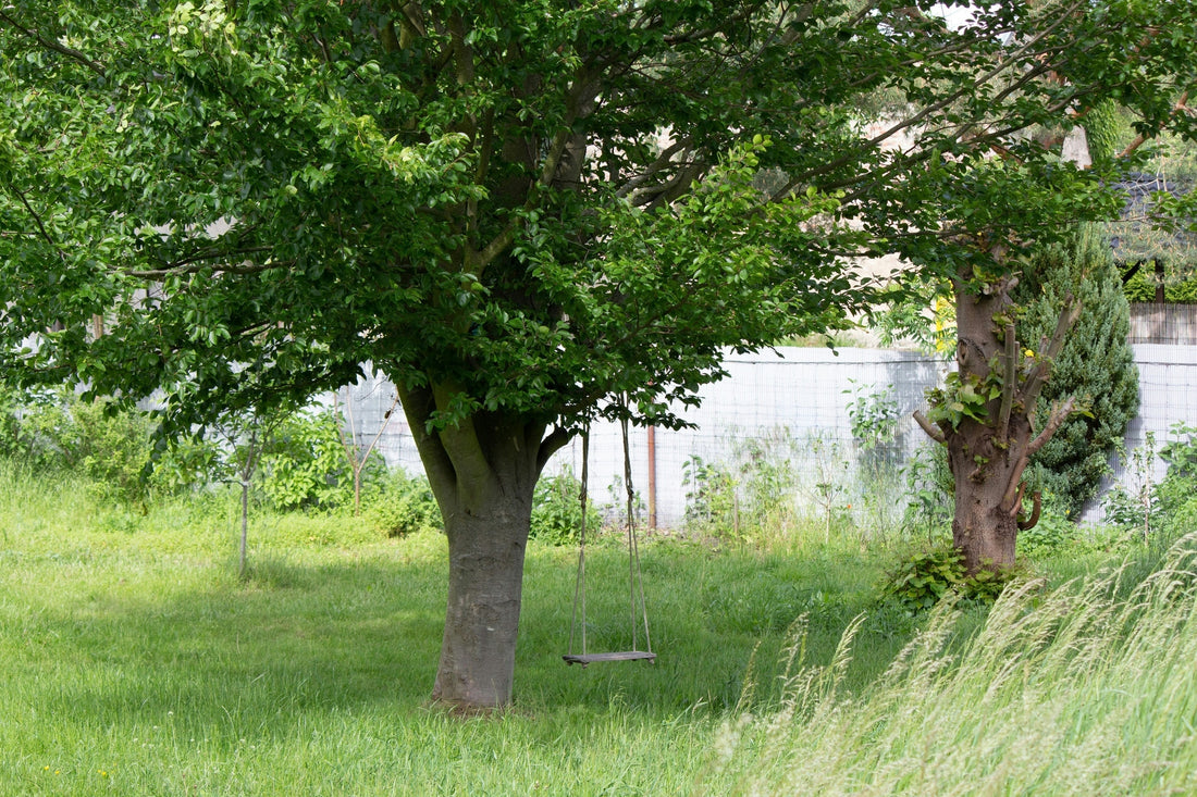 Seasonal Variations in Tree Removal Costs
