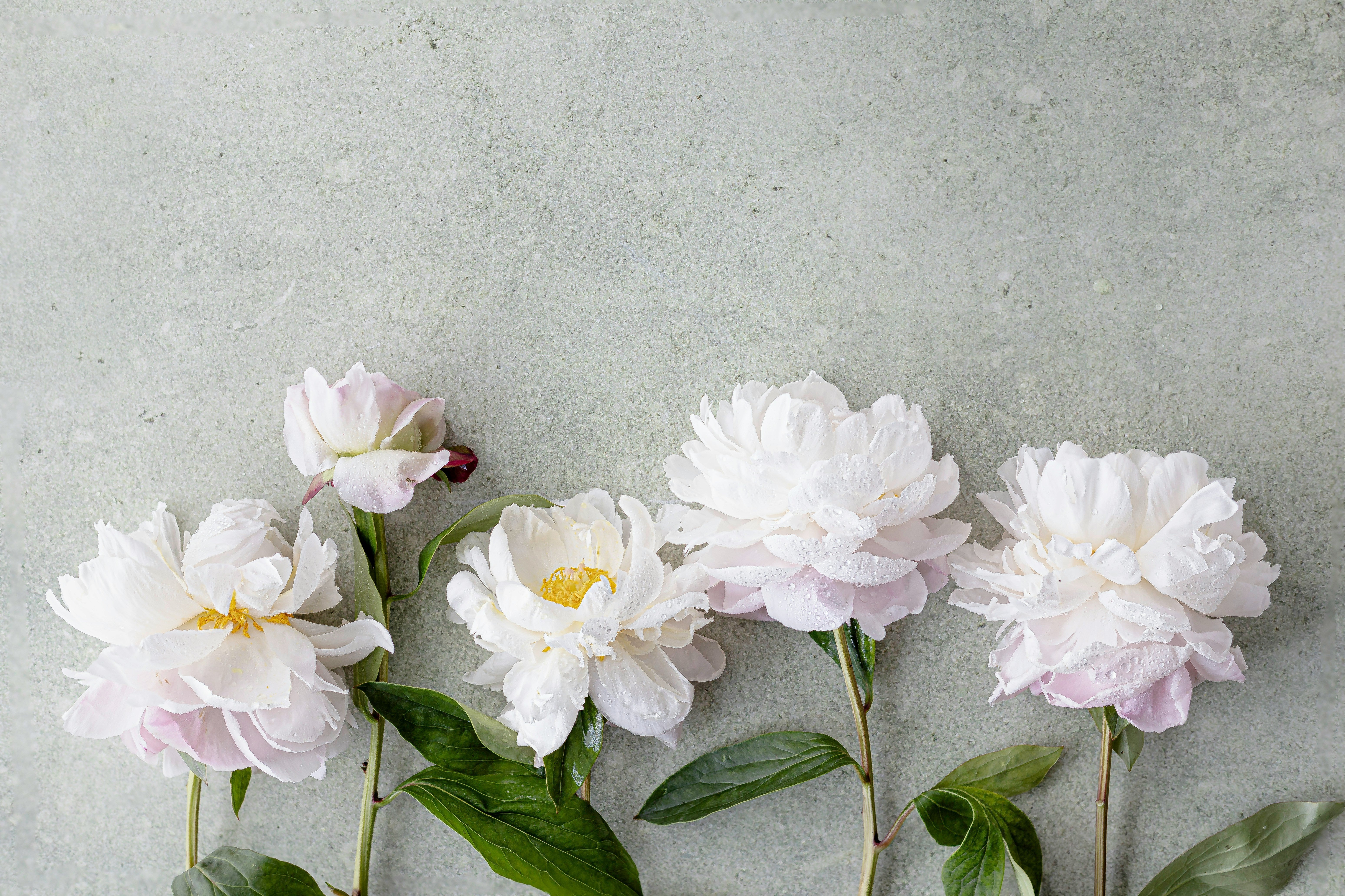 How to Create Stunning Arrangements with Peonies
