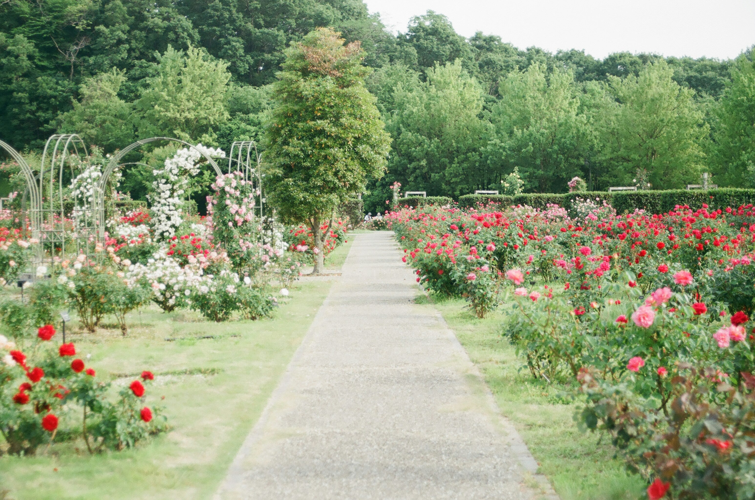 Selecting the Best Perennials for a Beautiful, Low-Maintenance Garden