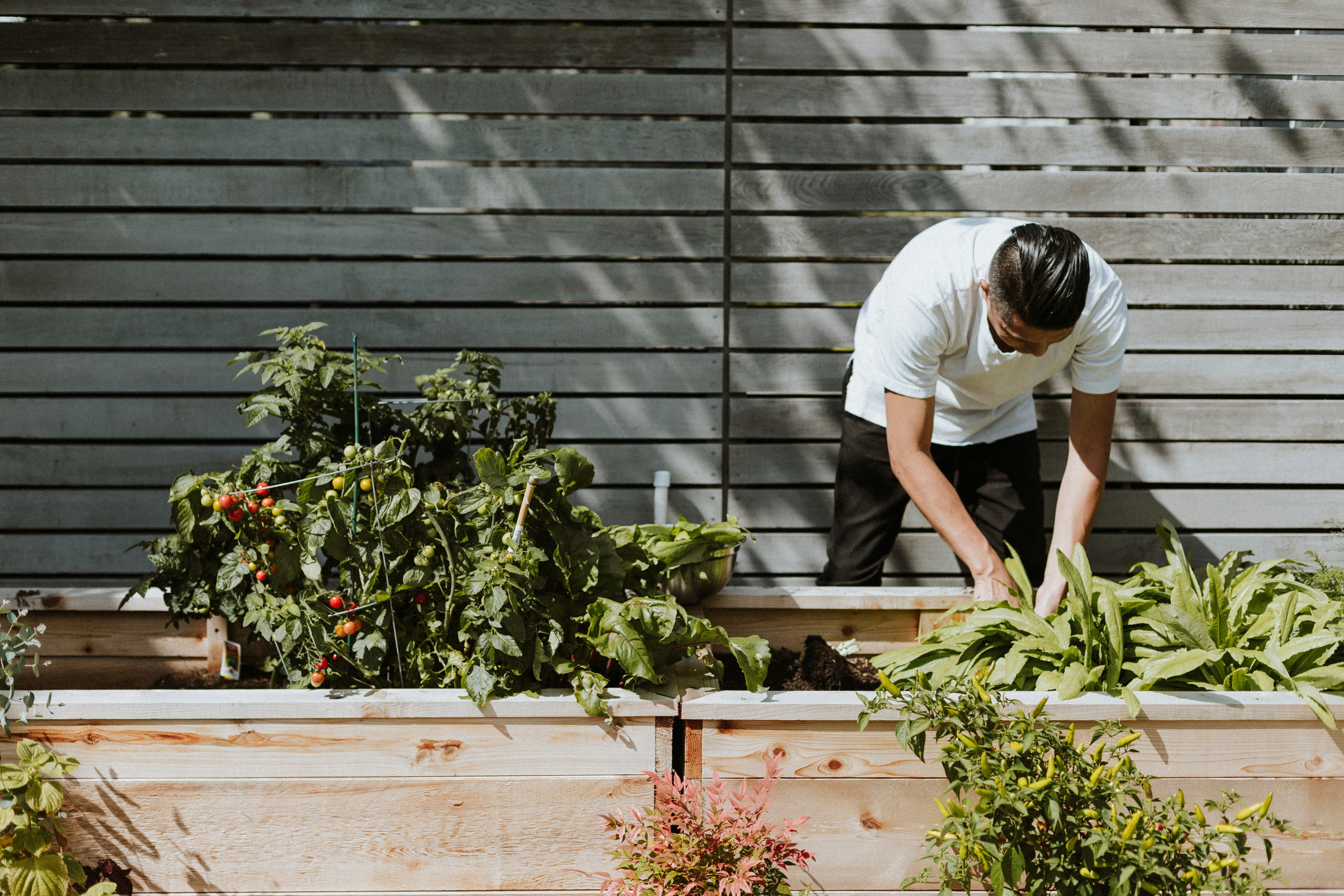 How to Balance Sunlight and Shade: Tips for Shielding Plants Without Sacrificing Growth