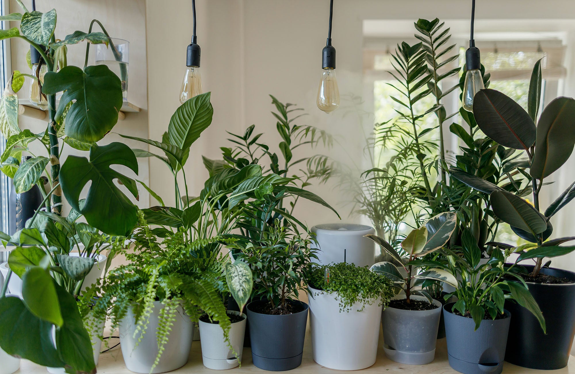 Bringing the Outdoors In: How to Create a Lush Indoor Garden with Houseplants