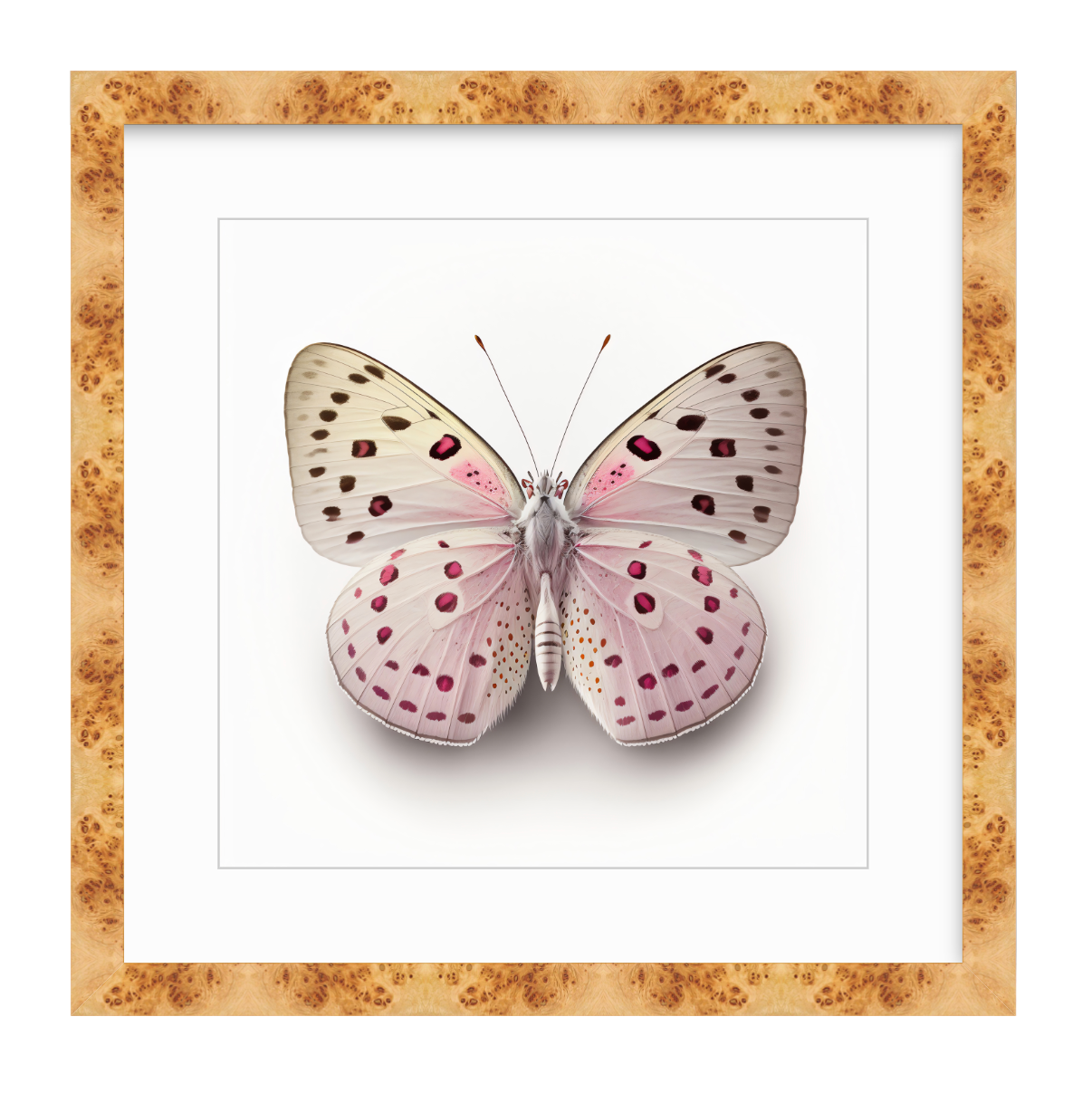 Pink Butterfly Shadow Box Fine Art Print by Kevin Francis Design | Luxury Area Rugs & Home Decor