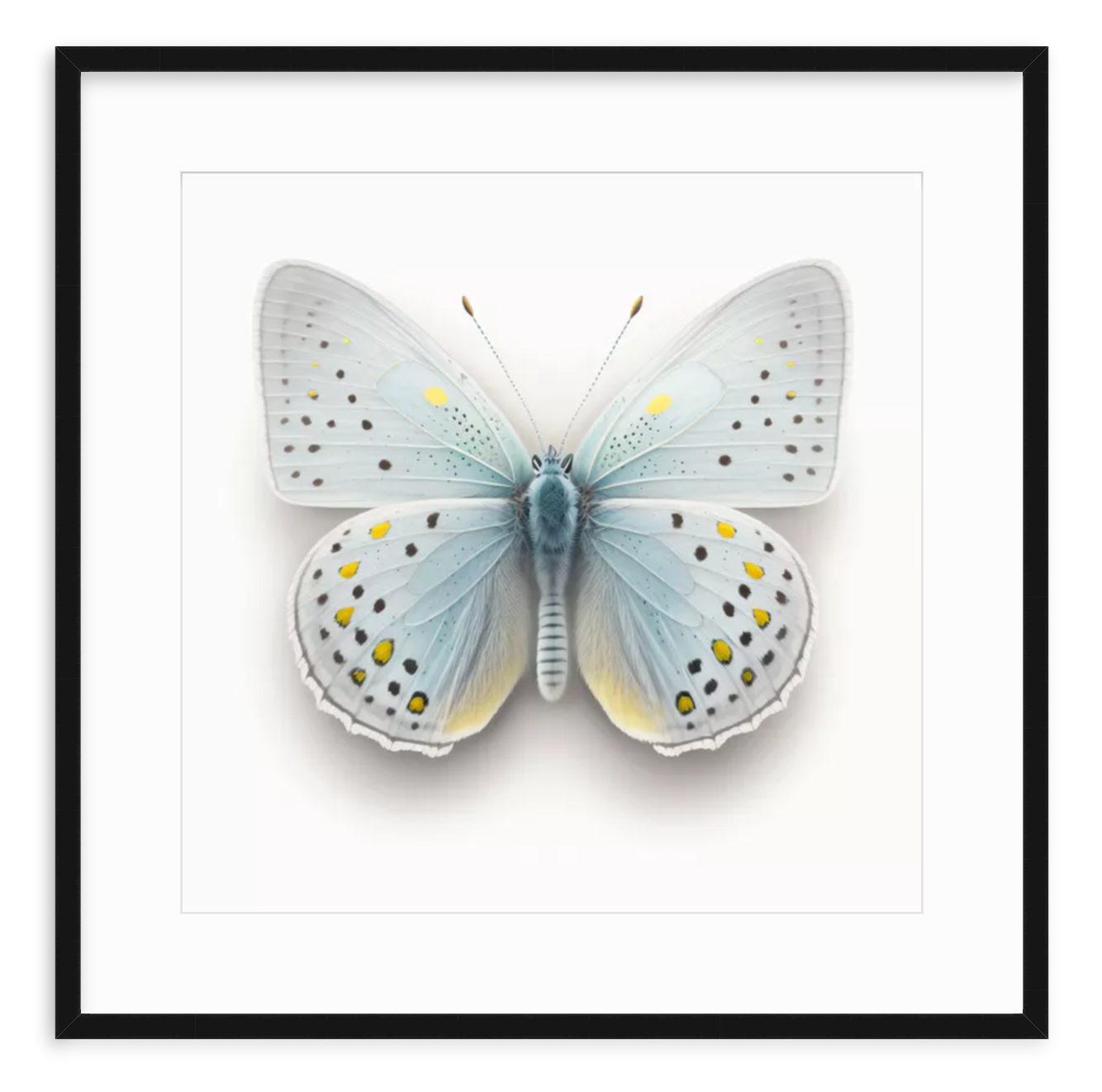 Blue Butterfly Shadow Box Fine Art Print by Kevin Francis Design | Atlanta Interior Designer | Luxury Home Decor