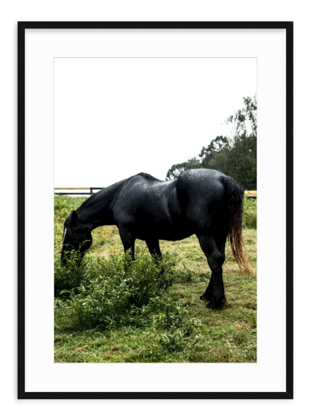 "Black Horse in Green Field" Fine Art Print by Kevin Francis Design | Atlanta Interior Designer | Luxury Home Decor