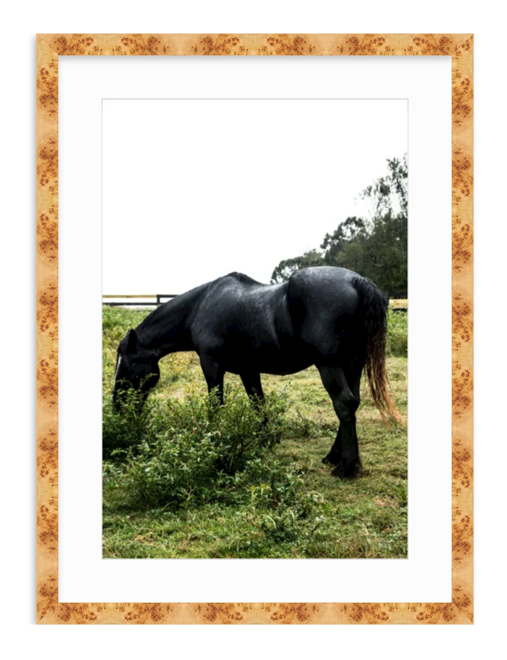 "Black Horse in Green Field" Fine Art Print by Kevin Francis Design | Atlanta Interior Designer | Luxury Home Decor