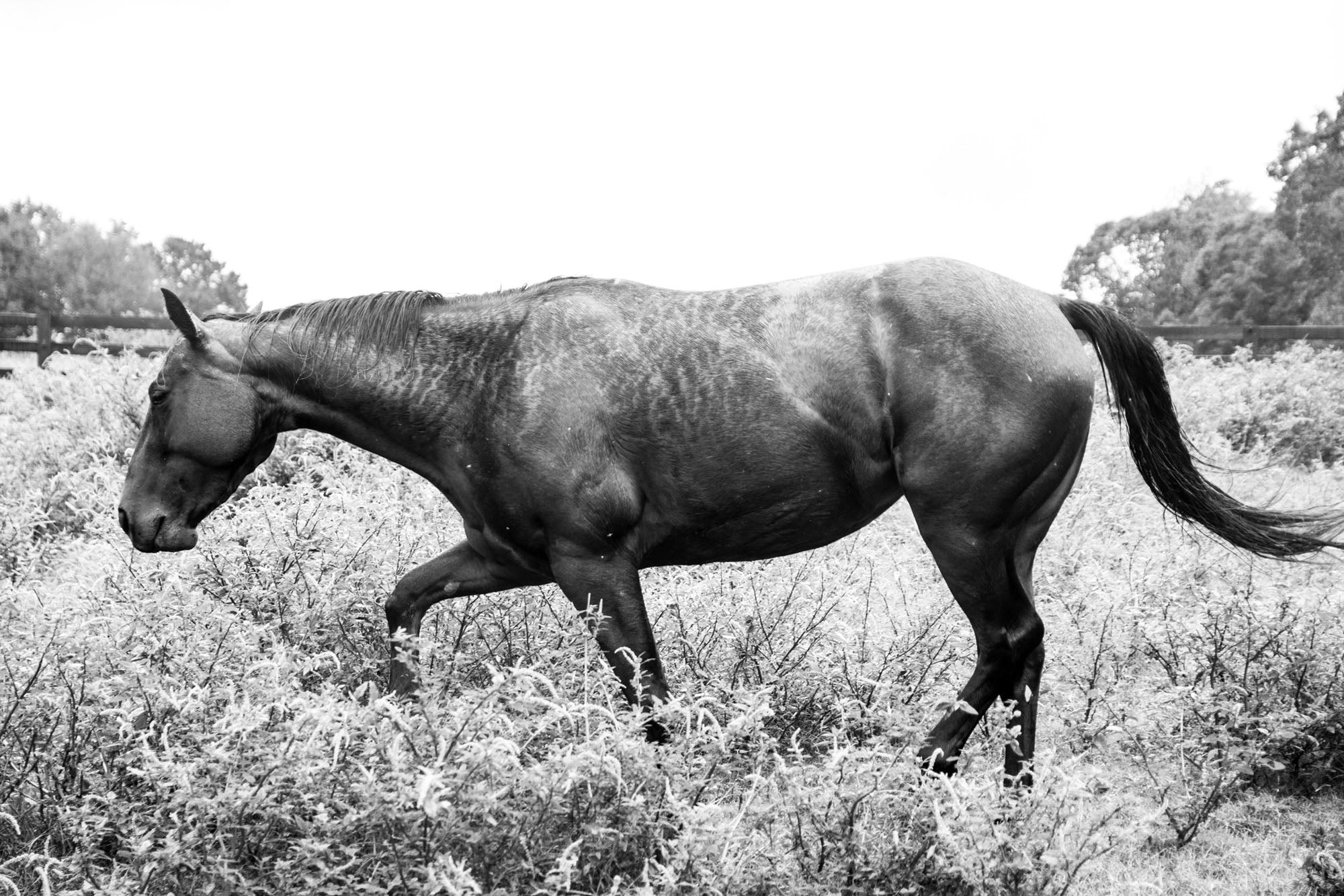 "Black & White Horse in Field" Fine Art Print by Kevin Francis Design | Atlanta Interior Designer | Luxury Home Decor