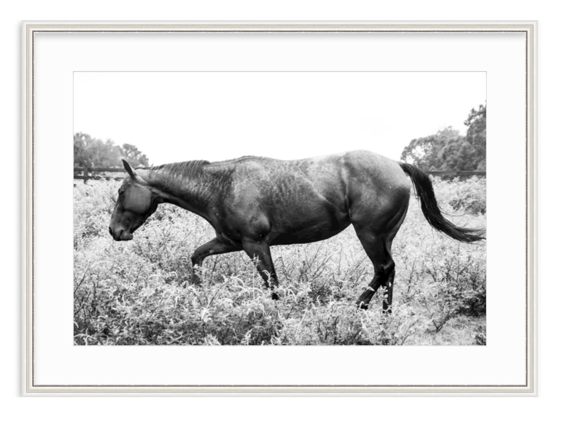 "Black & White Horse in Field" Fine Art Print by Kevin Francis Design | Atlanta Interior Designer | Luxury Home Decor
