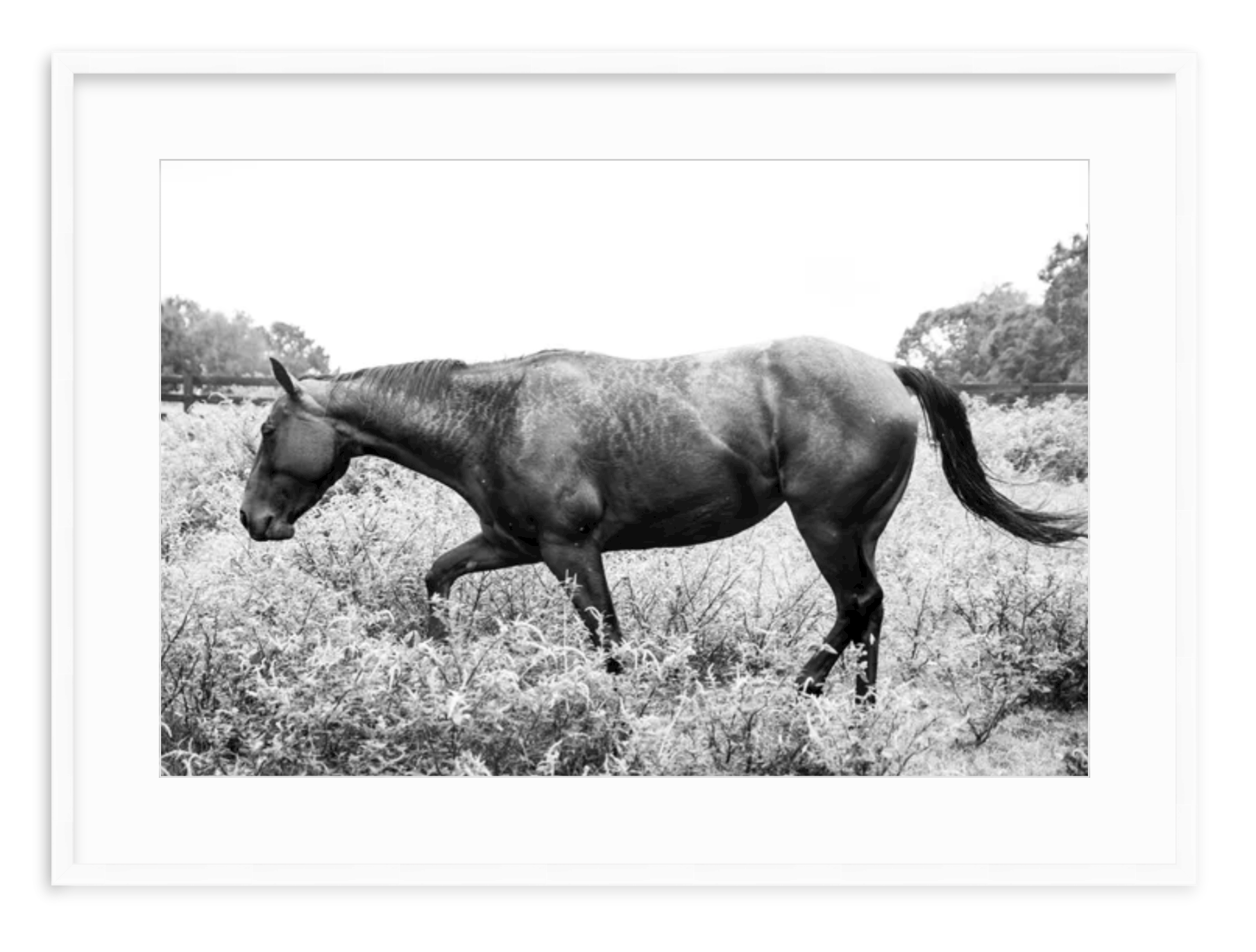 "Black & White Horse in Field" Fine Art Print by Kevin Francis Design | Atlanta Interior Designer | Luxury Home Decor