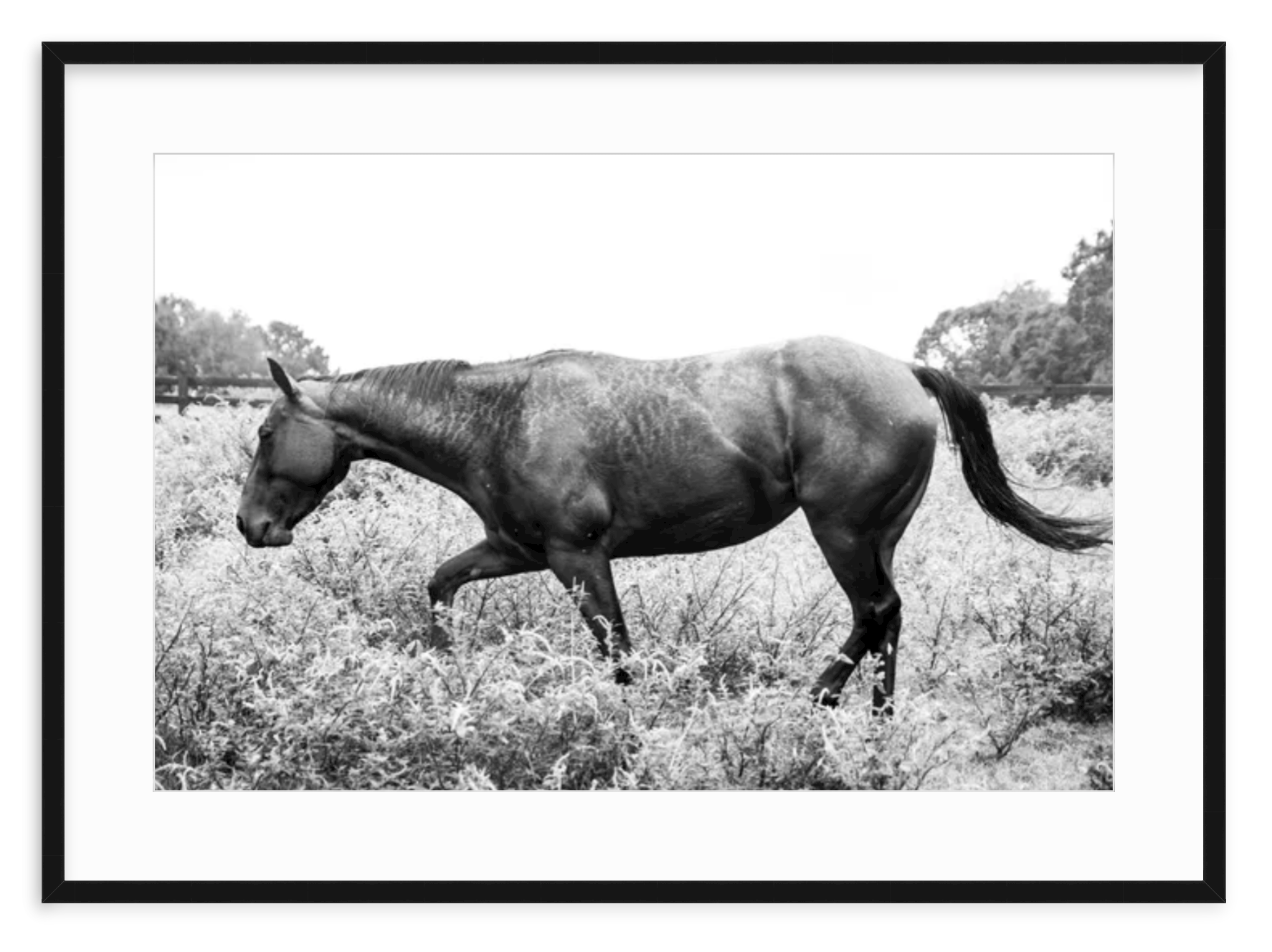 "Black & White Horse in Field" Fine Art Print by Kevin Francis Design | Atlanta Interior Designer | Luxury Home Decor