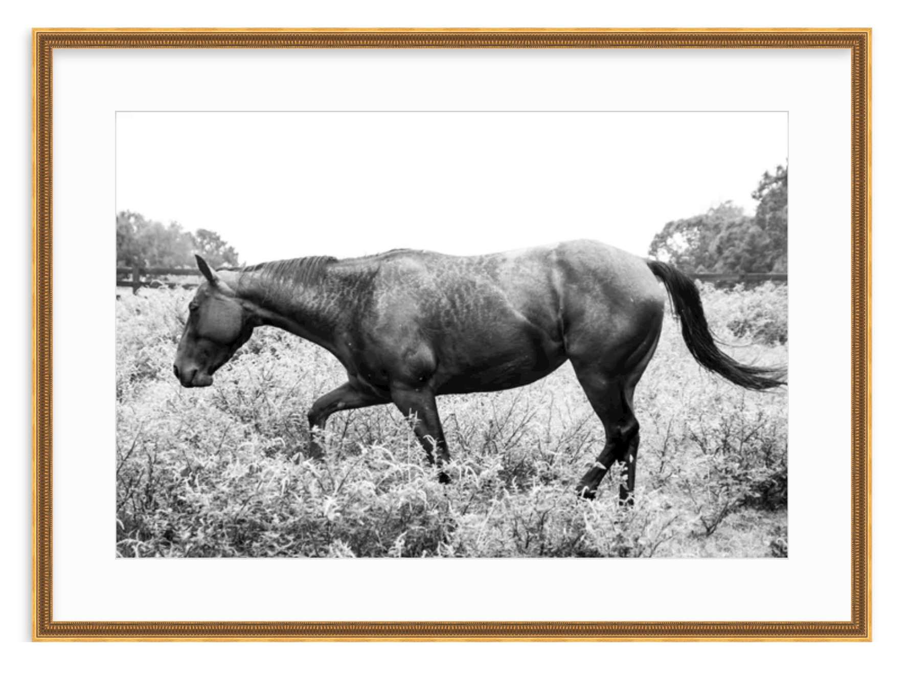 "Black & White Horse in Field" Fine Art Print by Kevin Francis Design | Atlanta Interior Designer | Luxury Home Decor