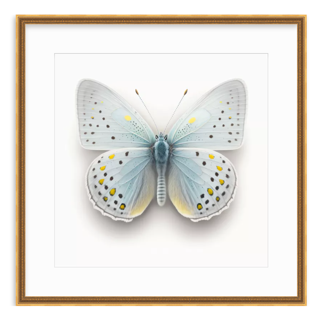 Blue Butterfly Shadow Box Fine Art Print by Kevin Francis Design | Atlanta Interior Designer | Luxury Home Decor