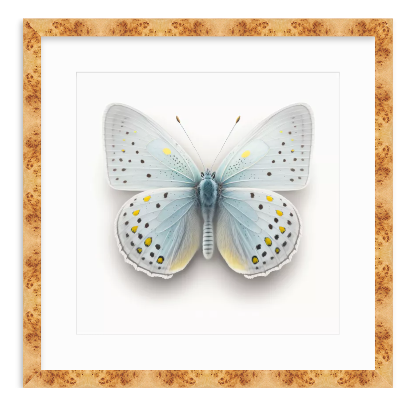 Blue Butterfly Shadow Box Fine Art Print by Kevin Francis Design | Atlanta Interior Designer | Luxury Home Decor