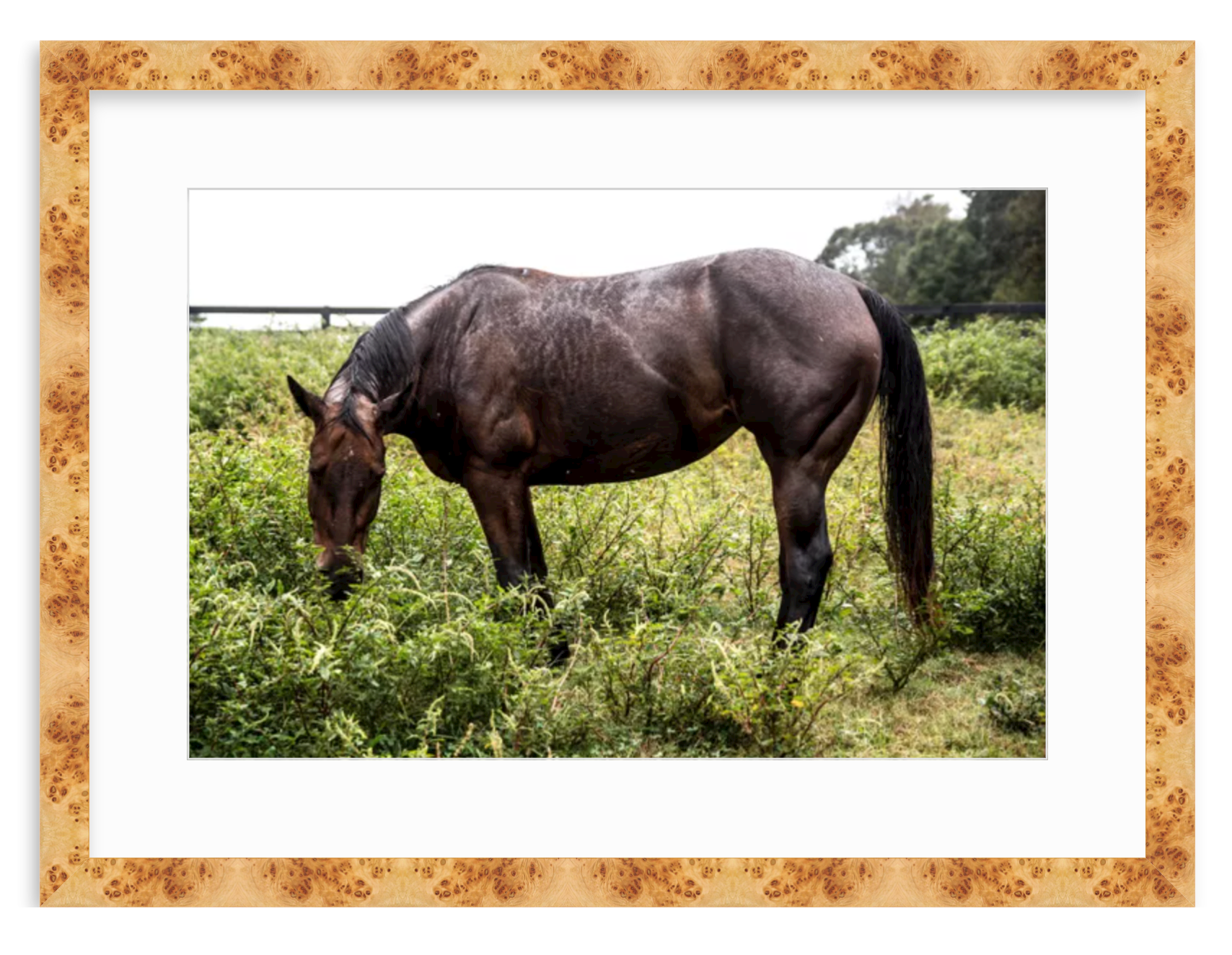 "Brown Horse in Green Field" Fine Art Print by Kevin Francis Design | Atlanta Interior Designer | Luxury Home Decor