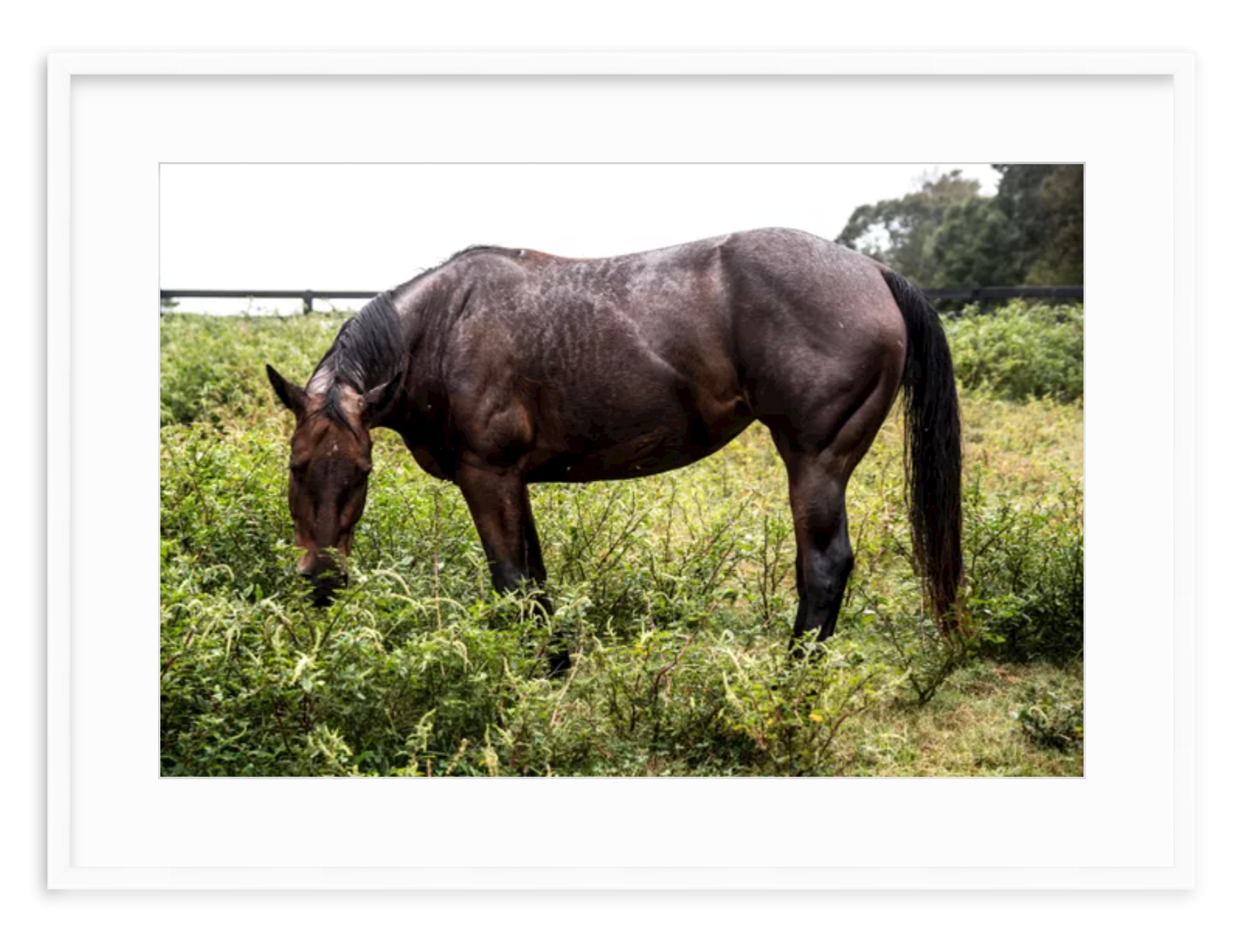 "Brown Horse in Green Field" Fine Art Print by Kevin Francis Design | Atlanta Interior Designer | Luxury Home Decor