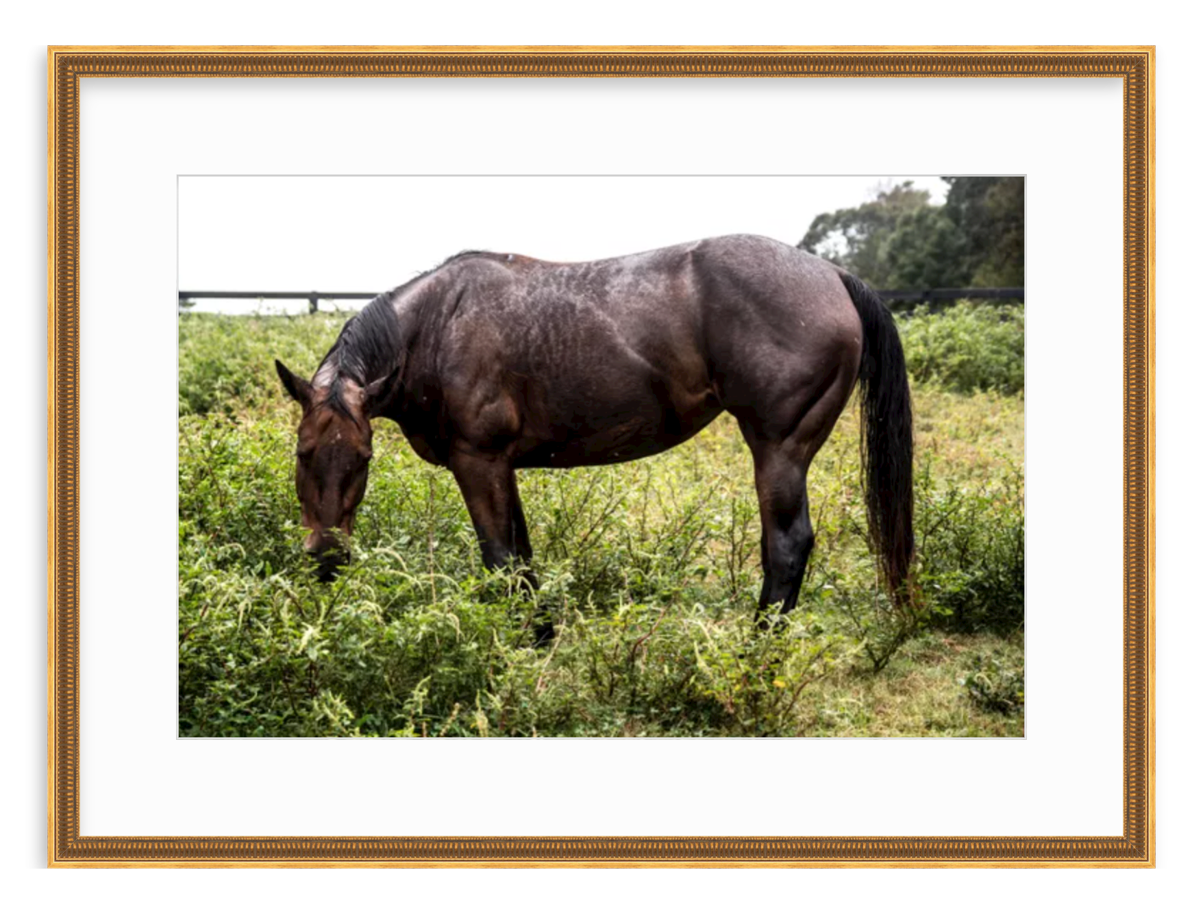 "Brown Horse in Green Field" Fine Art Print by Kevin Francis Design | Atlanta Interior Designer | Luxury Home Decor
