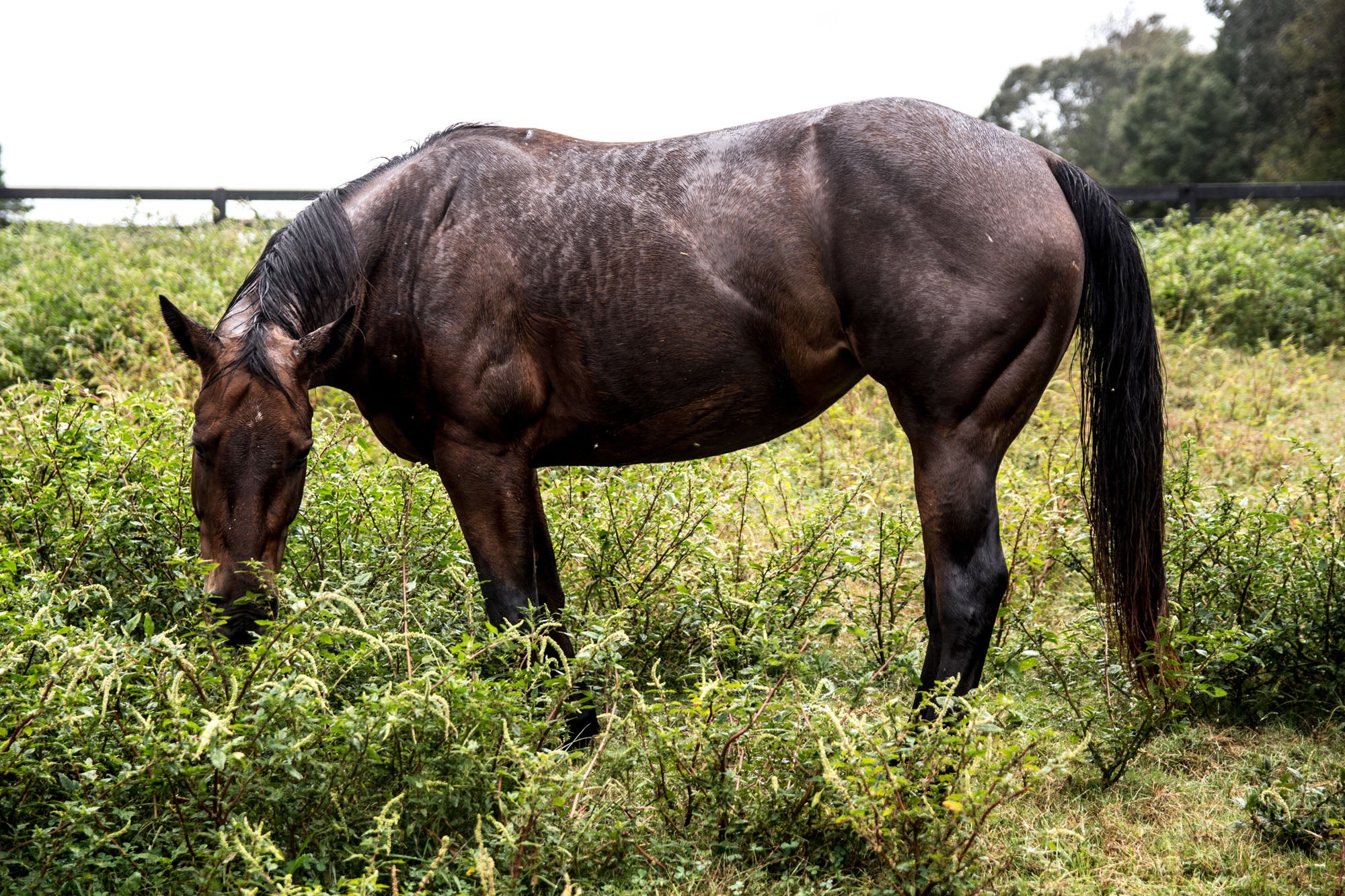 "Brown Horse in Green Field" Fine Art Print by Kevin Francis Design | Atlanta Interior Designer | Luxury Home Decor