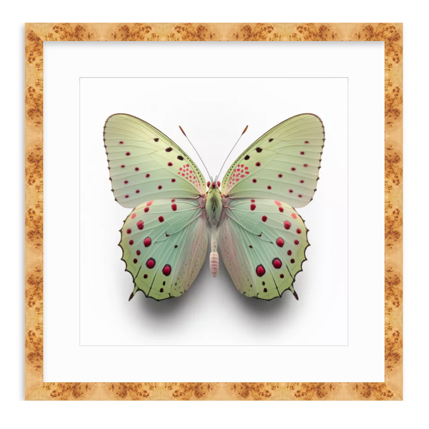 Green Butterfly Shadow Box Fine Art Print by Kevin Francis Design | Atlanta Interior Designer | Luxury Home Decor