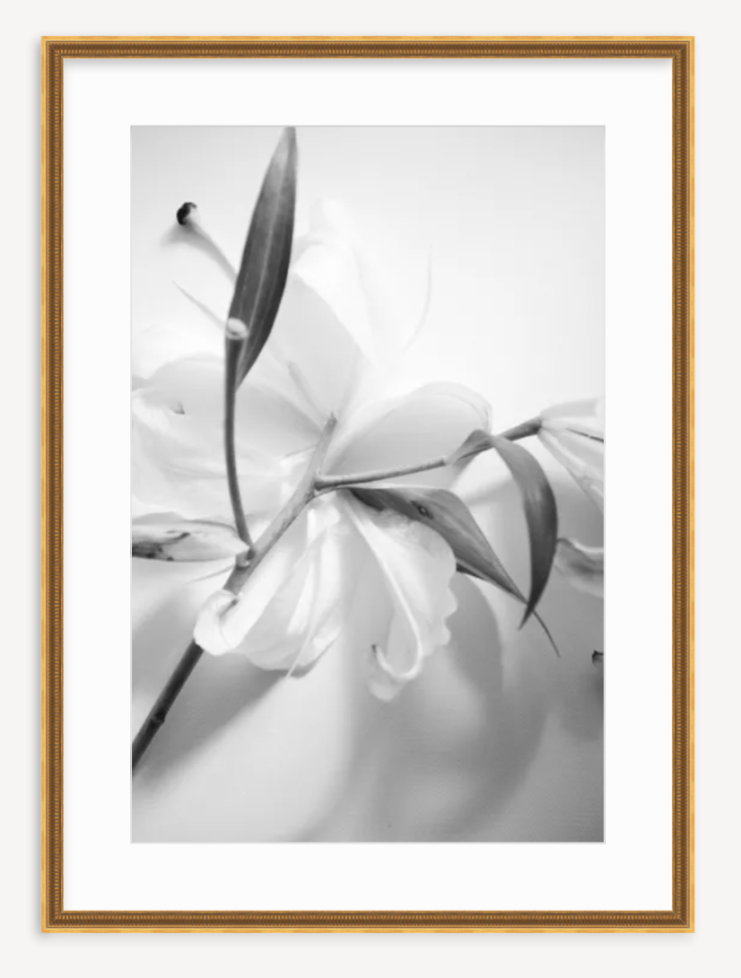 Lily in Black & White - Kevin Francis Design