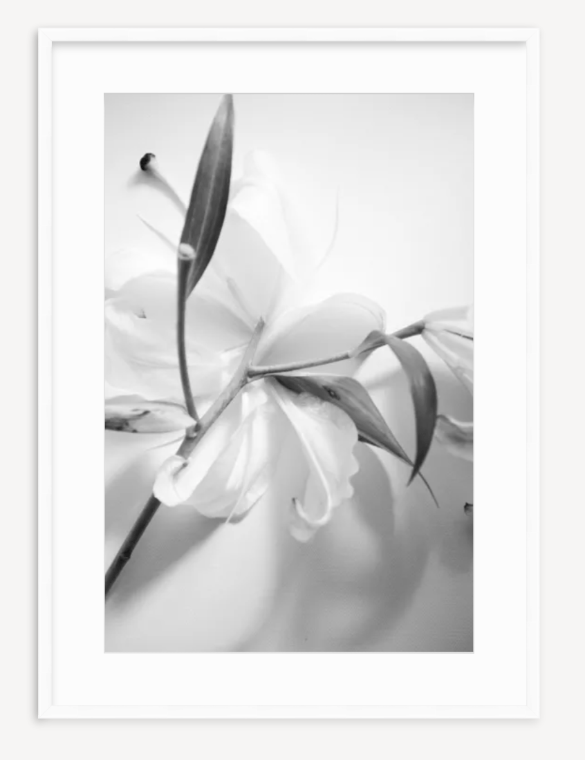 Lily in Black & White - Kevin Francis Design