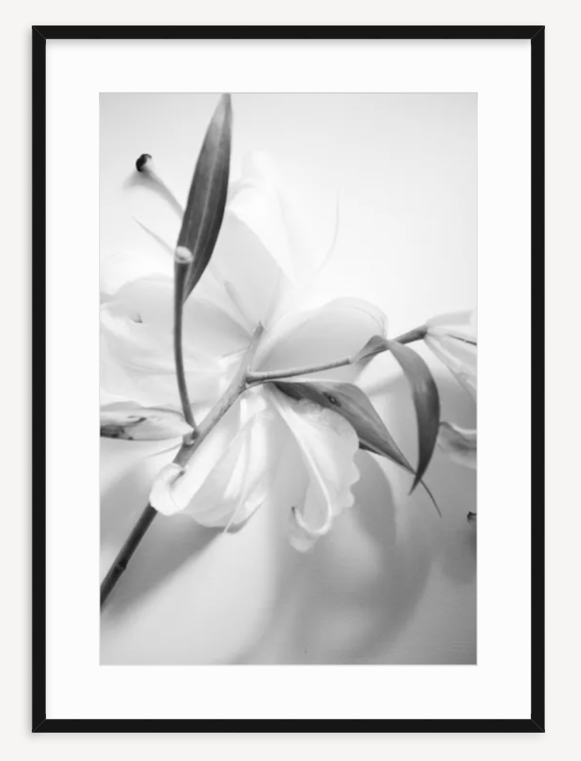 Lily in Black & White - Kevin Francis Design