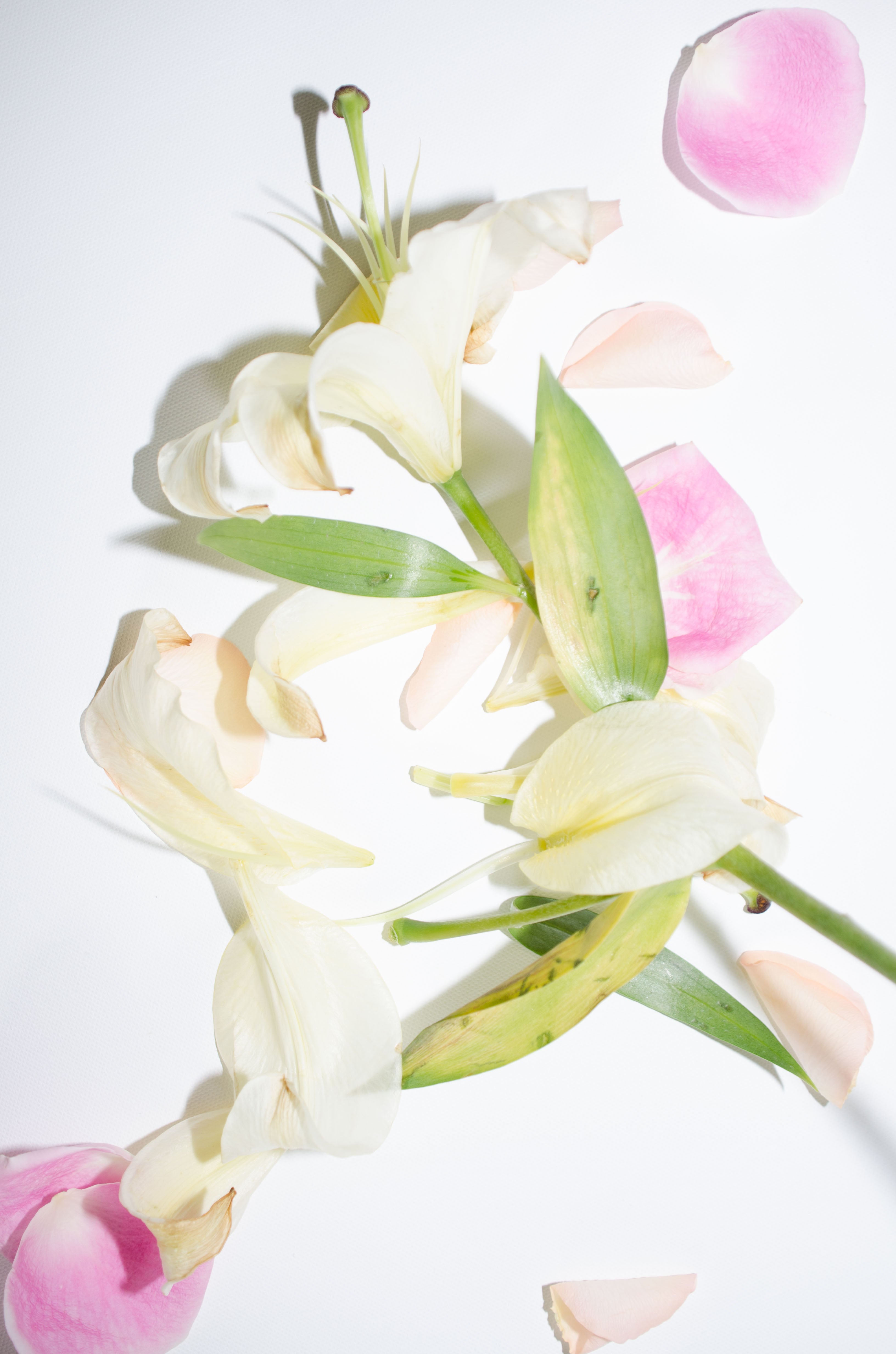 Lily in Color - Kevin Francis Design