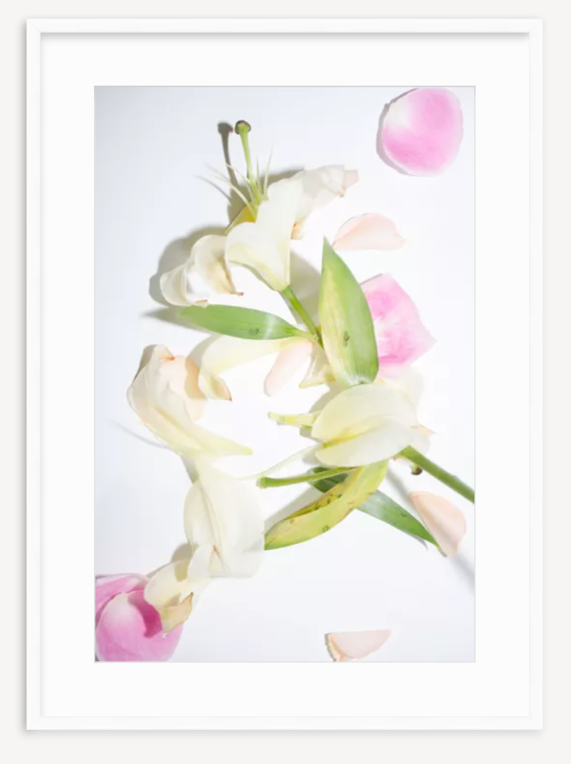 Lily in Color - Kevin Francis Design