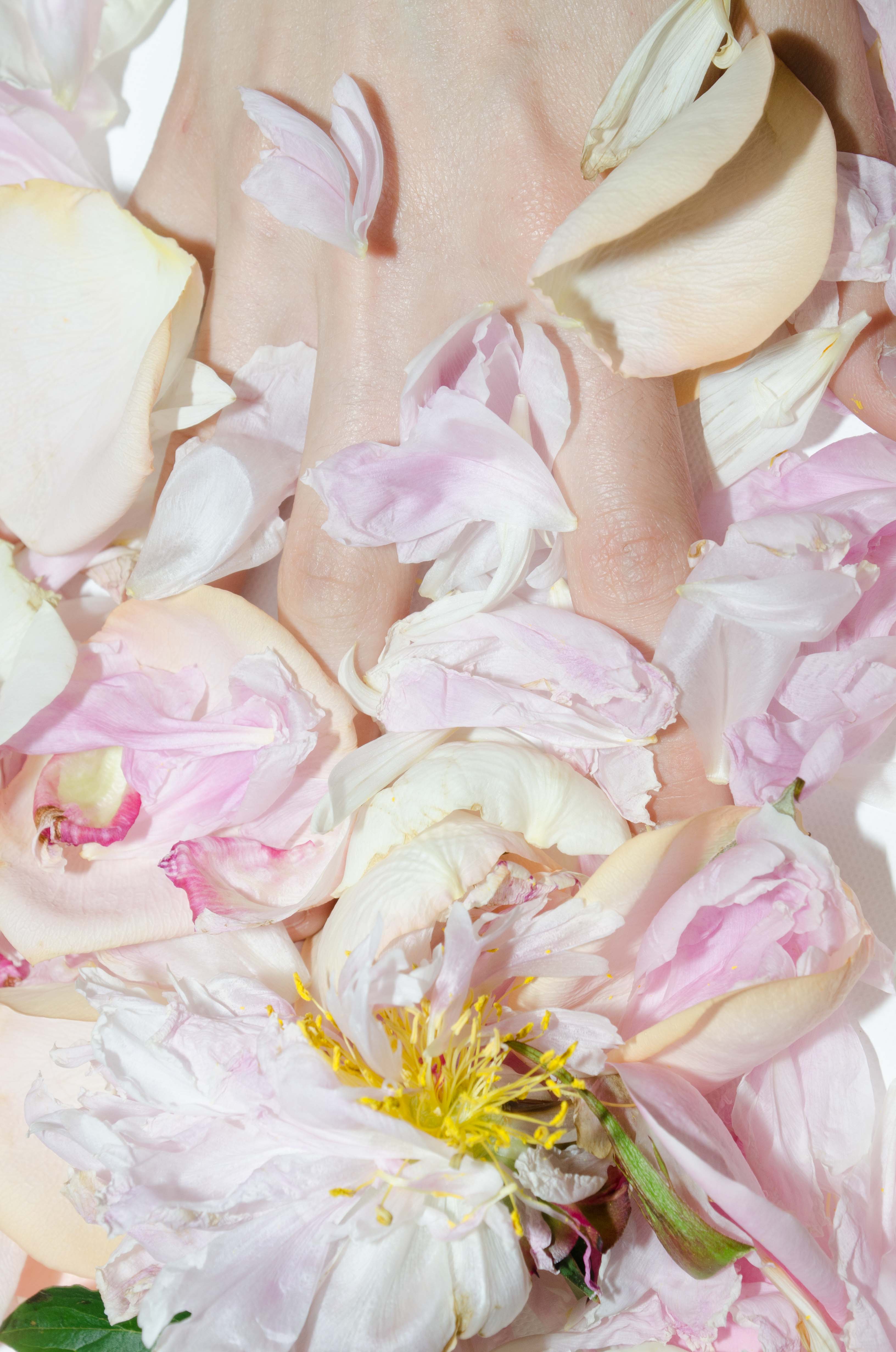 Peony With Flash - Kevin Francis Design