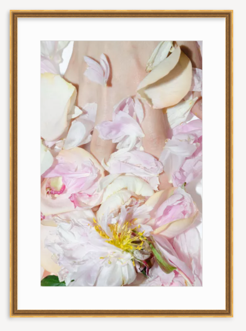 Peony With Flash - Kevin Francis Design